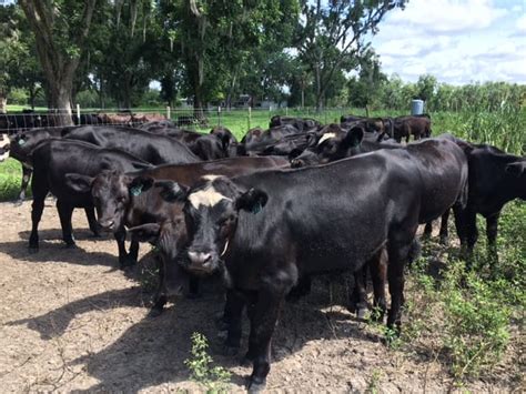 165 Head, Black Angus, Commercial Replacement Heifers for sale. . Angus heifers for sale in florida